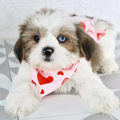 Colin - Available Now