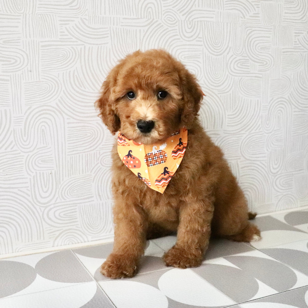 Monty - Available Now