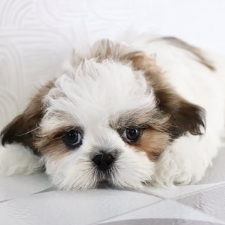 Kyan - Available Now