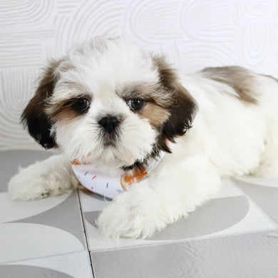 Kyan - Available Now