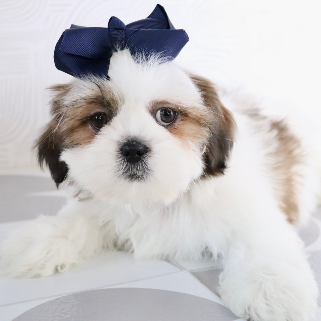 Jane - Available Now