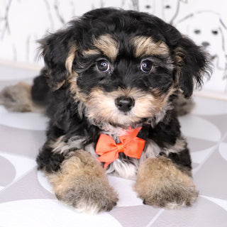 Toby