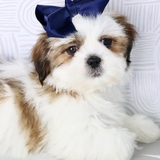 Jane - Available Now