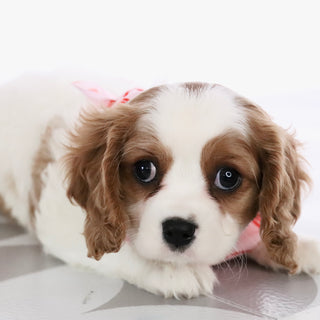 Jerry - Available Now