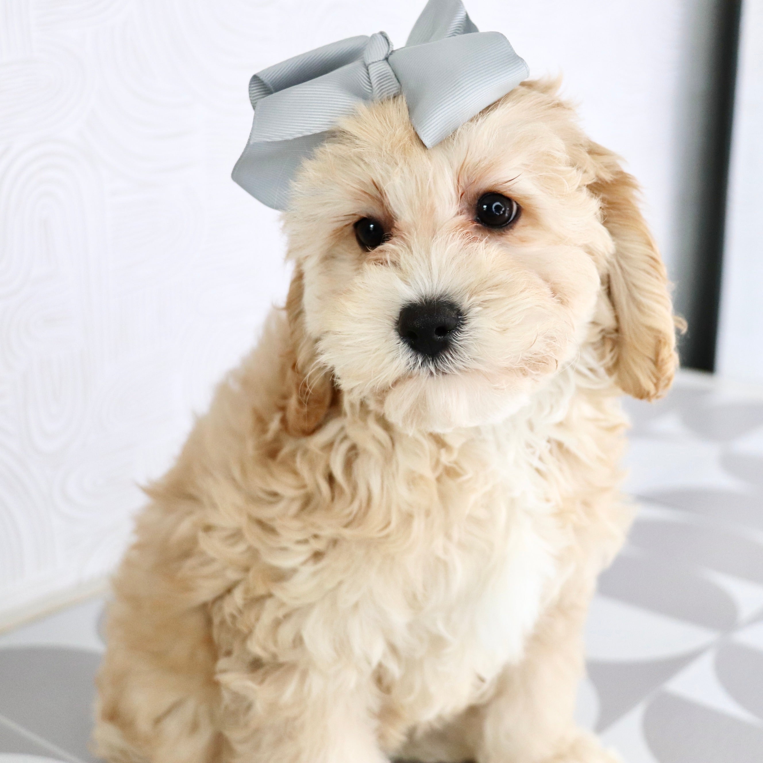 puppies for sale in Archdale