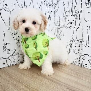Kermit - Available Now