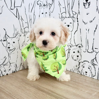 Kermit - Available Now