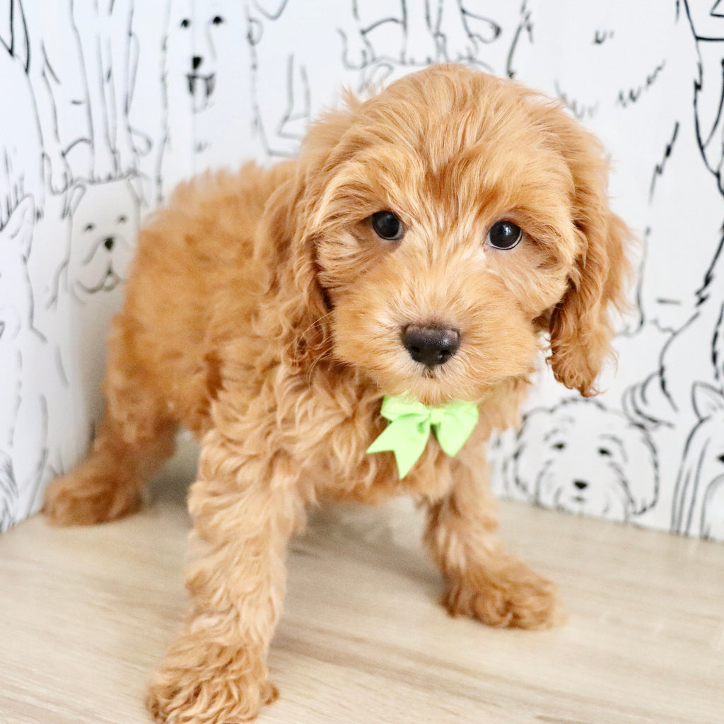 Finn - Available Now