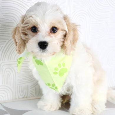 Ranger - Available Now