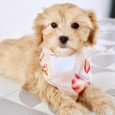 Jeremy - Available Now