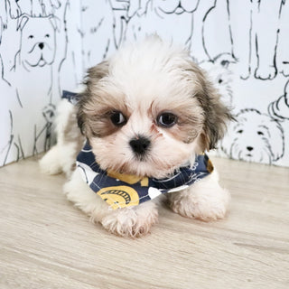 Carlton - Available Now