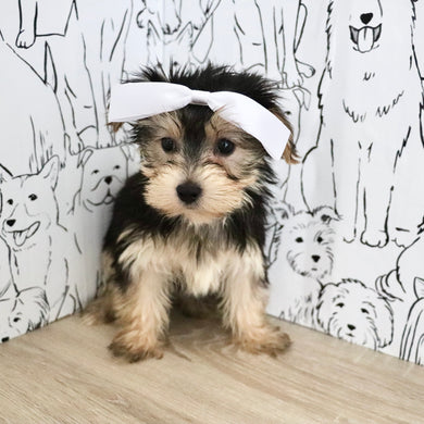 Evie - Available Now
