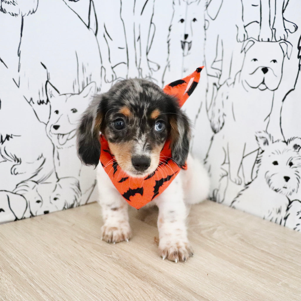 Bonnie - Available Now