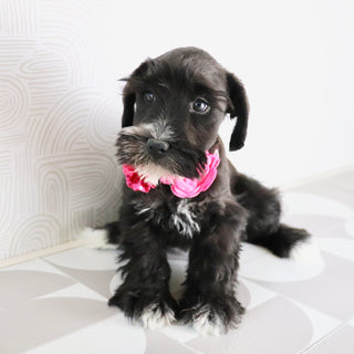 Snowflake - Available Now