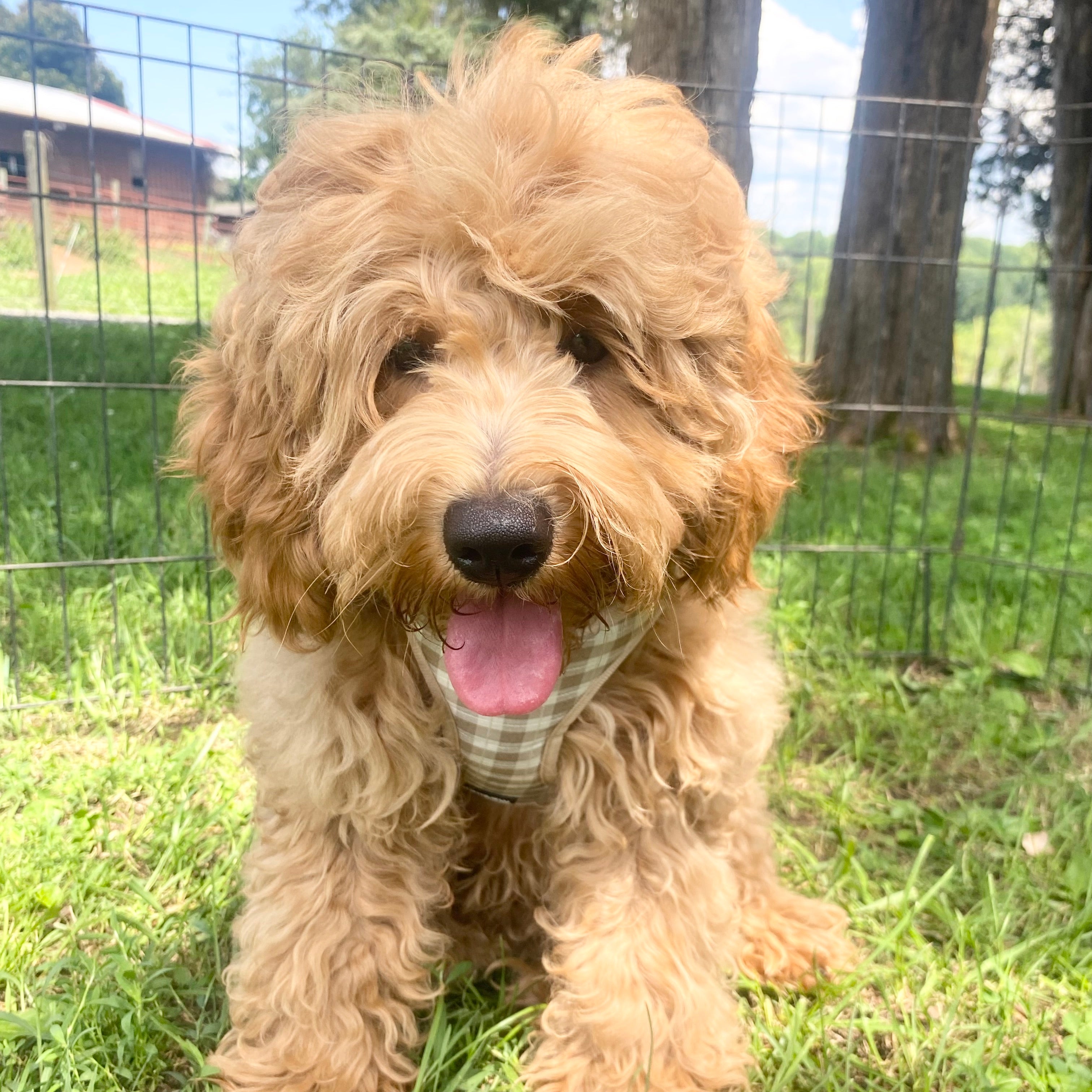Puppies for sale in Onxard