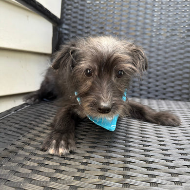 Lenard - Available Now