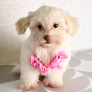 Shelley - Available Now