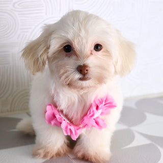 Shelley - Available Now