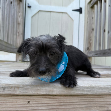 Lenard - Available Now