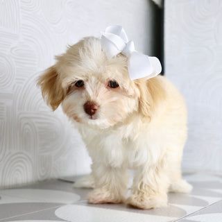 Ornament - Available Now