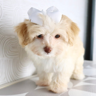 Ornament - Available Now