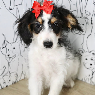 Bonnie - Available Now