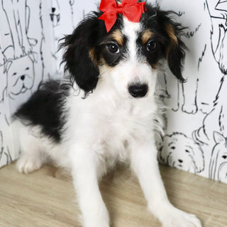 Bonnie - Available Now