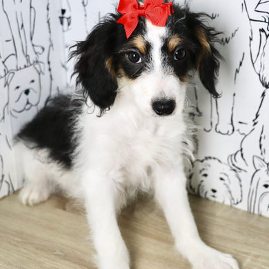 Bonnie - Available Now