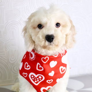 Quaker - Available Now