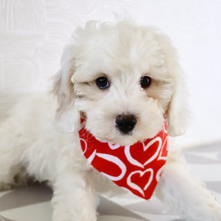 Joey - Available Now