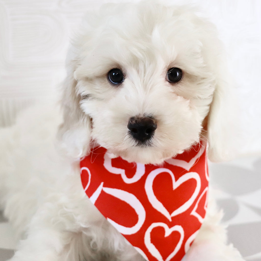 Joey - Available Now