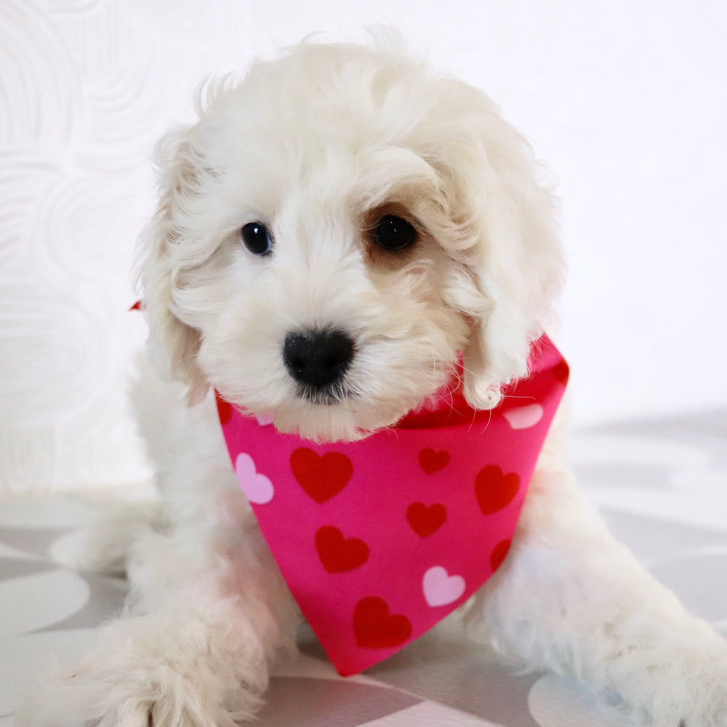 Emmitt - Available Now