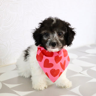 Teddy - Available Now