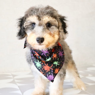 Dexter - Available Now