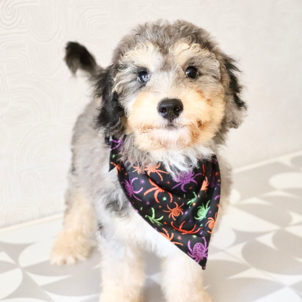 Dexter - Available Now