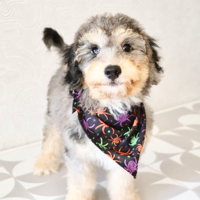 Dexter - Available Now