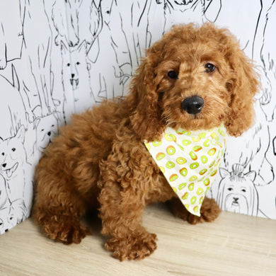 Stanley - Available Now