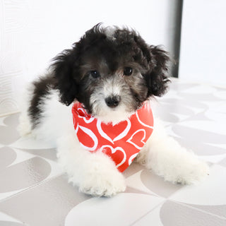 Robin - Available Now