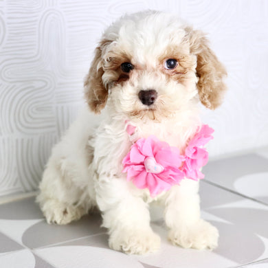 Arianna - Available Now