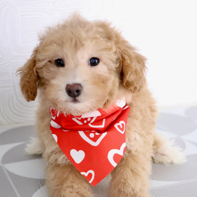 Turtle - Available Now