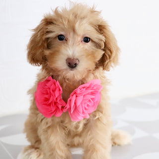 Aran - Available Now