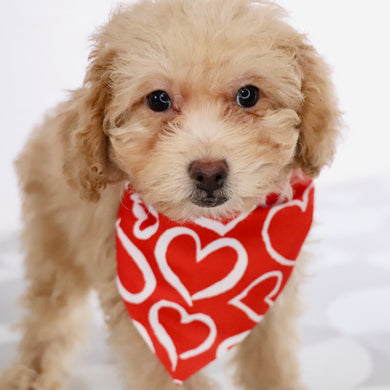 Panda - Available Now