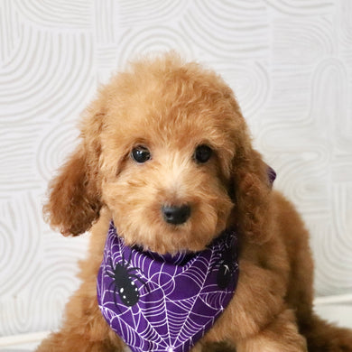 Roxy - Available Now