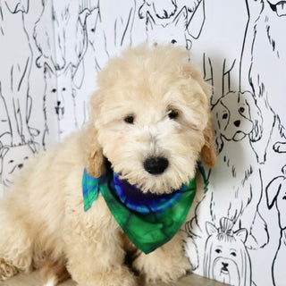 Leonardo - Available Now