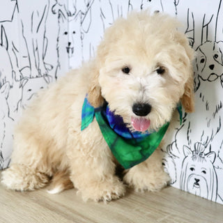 Leonardo - Available Now