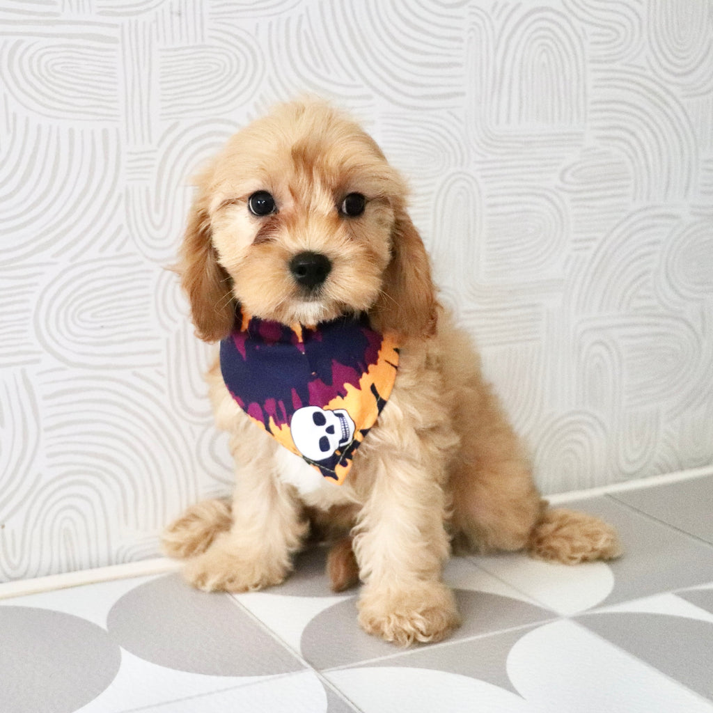 Chandler - Available Now