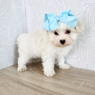 Missy - Available Now