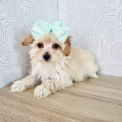 June - Available Now