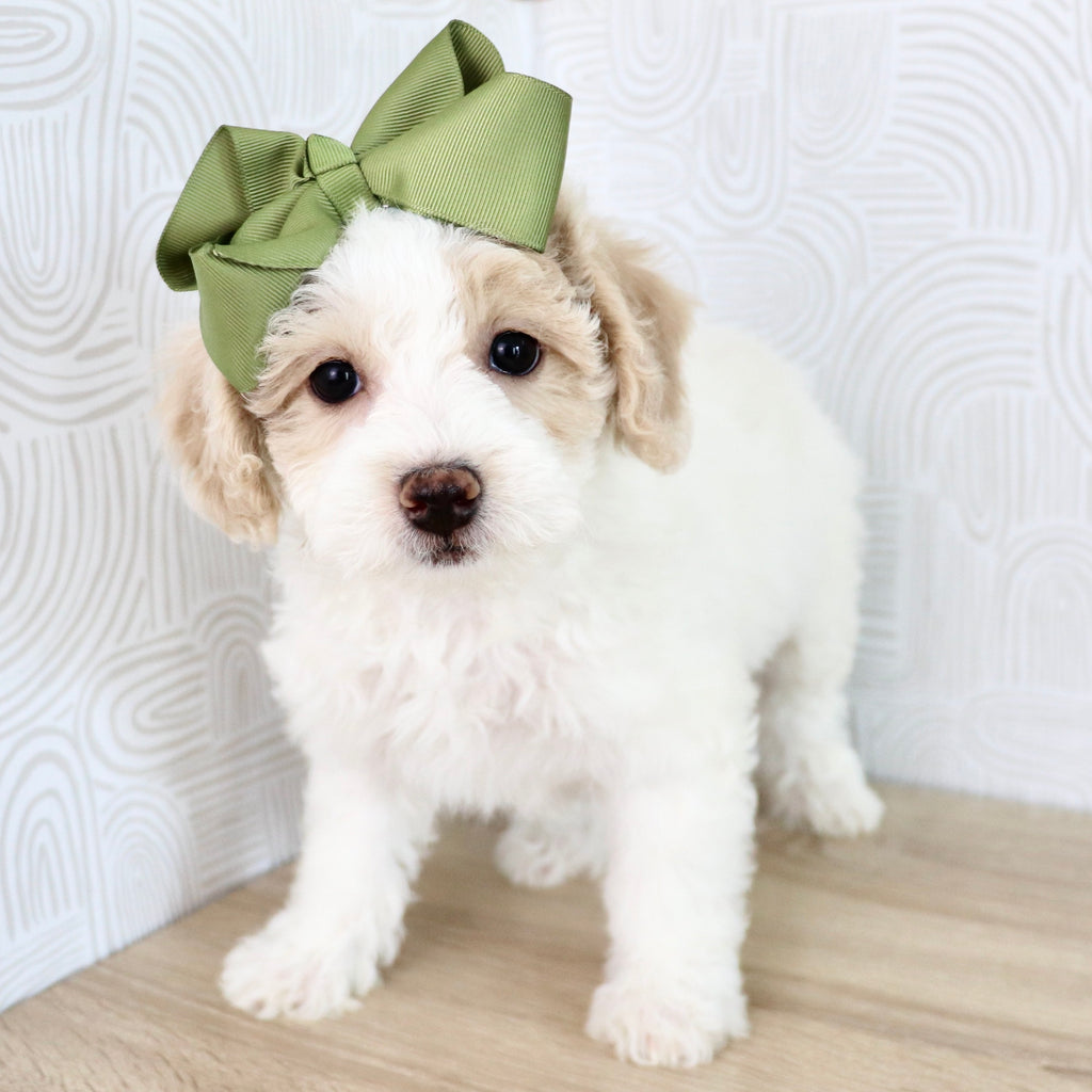 Wendy - Available Now