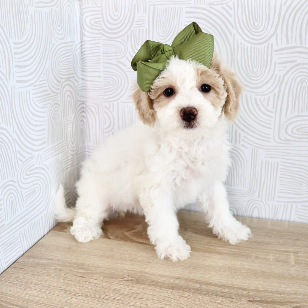 Wendy - Available Now